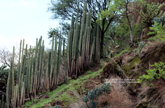 Lophocereus marginatus