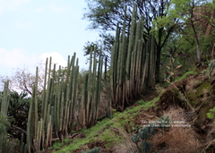 Lophocereus marginatus