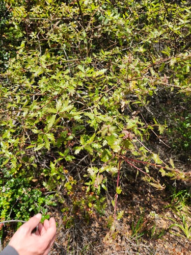 California Black Oak (Quercus kelloggii)