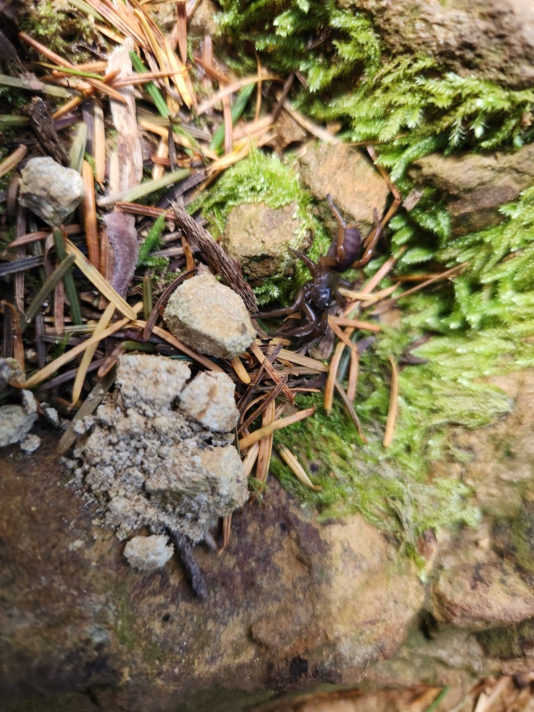 Promyrmekiaphila clathrata