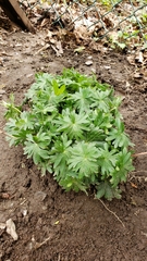 Eranthis