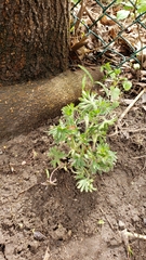 Eranthis