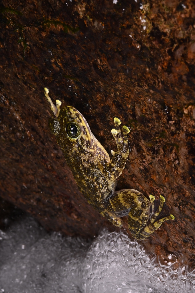 Hainan Torrent Frog