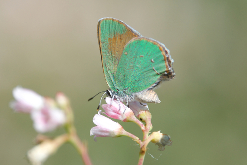 Western Green Hairstreak photo 4