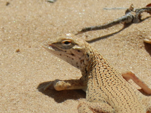 Yuman Desert Fringe-toed Lizard