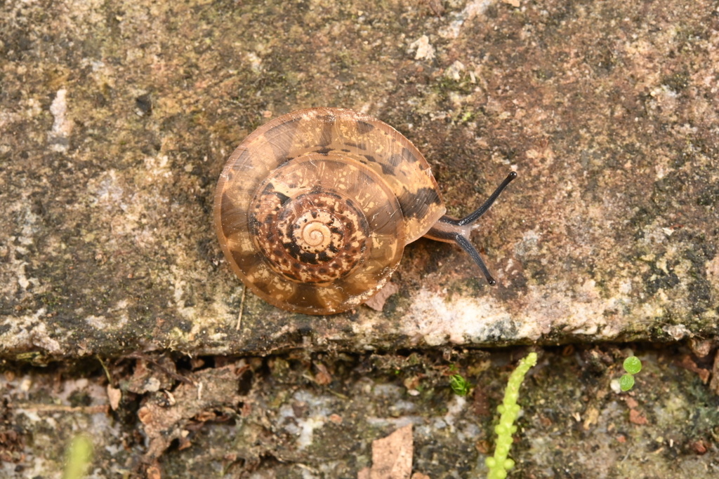 Videnoida haenseli