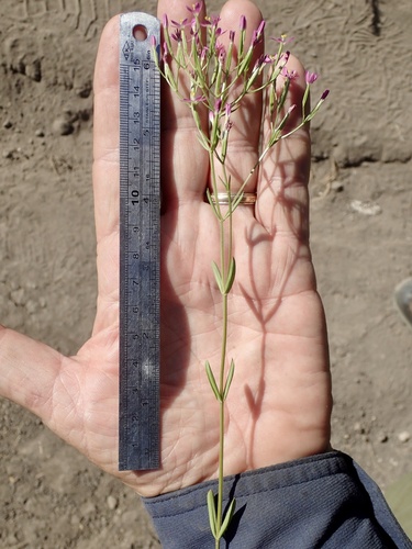 Slender Centaury