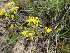 Rorippa brachycarpa