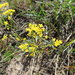 Rorippa brachycarpa - Photo (c) tatyana-omck, algunos derechos reservados (CC BY-NC), subido por tatyana-omck