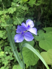 Tradescantia subaspera