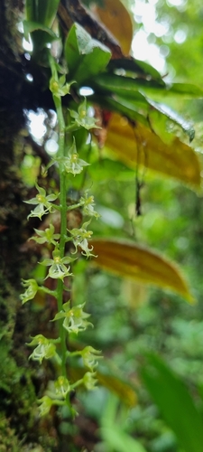Cryptarrhena