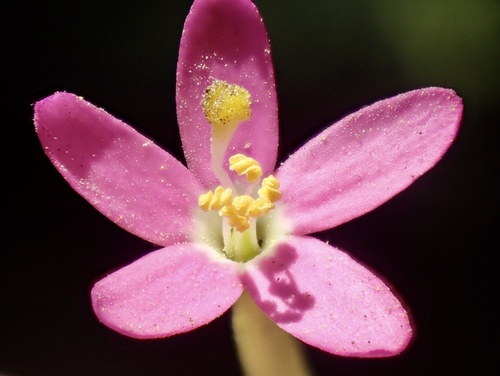 Slender Centaury
