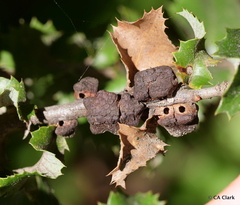 Disholandricus chrysolepidis