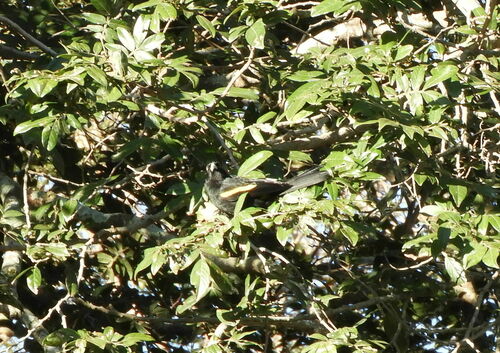 Golden-winged Cacique (Cacicus chrysopterus), photo 8