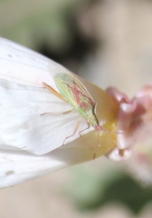 Harmostes reflexulus