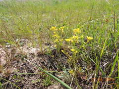 Rorippa brachycarpa