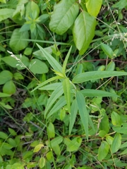 Helianthus schweinitzii