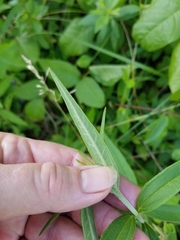 Helianthus schweinitzii