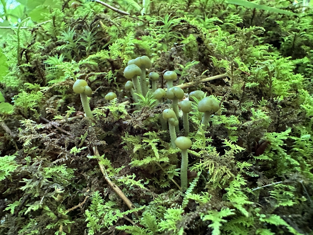 Leotia sp. 'atrovirens-WV01'