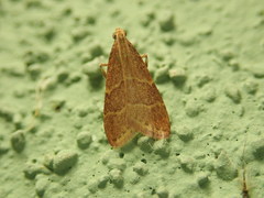 Arta epicoenalis