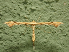Platyptilia