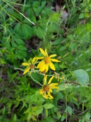Arnica acaulis