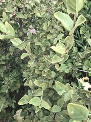 Afrocanthium gilfillanii