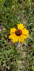 Coreopsis basalis