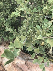 Afrocanthium gilfillanii