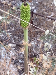 Arum palaestinum