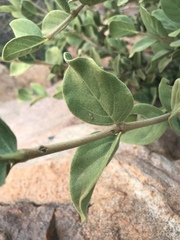 Afrocanthium gilfillanii