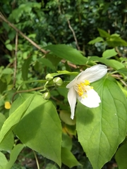 Philadelphus coronarius