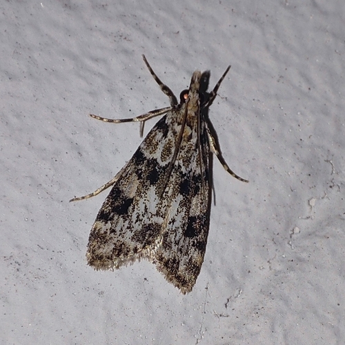 Pied Grey, 9717 BB Groningen, Netherlands, photo 9 of 10
