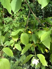 Philadelphus coronarius