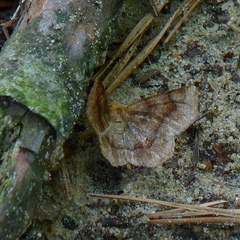 Metarranthis hypochraria