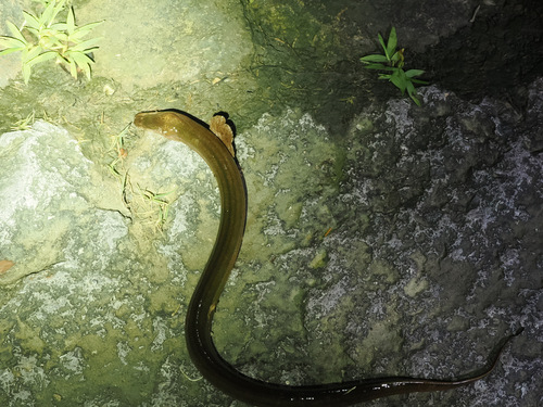 Asian swamp eel (Monopterus albus) — Synbranchidae — 3