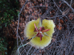 Calochortus weedii intermedius