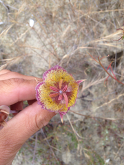 Calochortus weedii intermedius