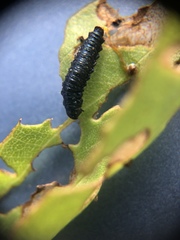 Trirhabda canadensis