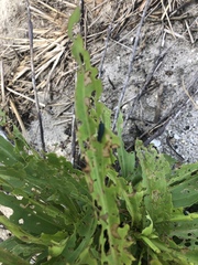Trirhabda canadensis