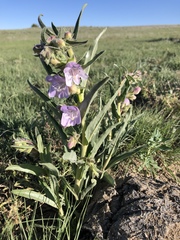 Penstemon jamesii