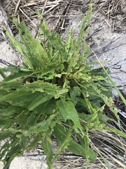 Trirhabda canadensis