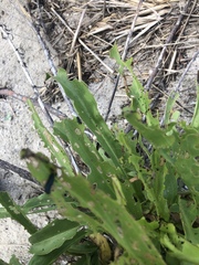 Trirhabda canadensis