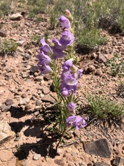 Penstemon jamesii