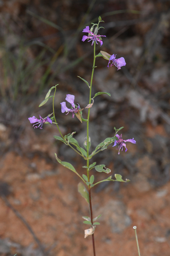 Northern Clarkia (Clarkia borealis)