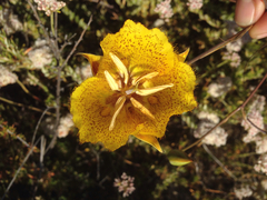 Calochortus weedii weedii