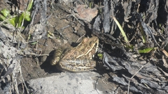 Lithobates magnaocularis