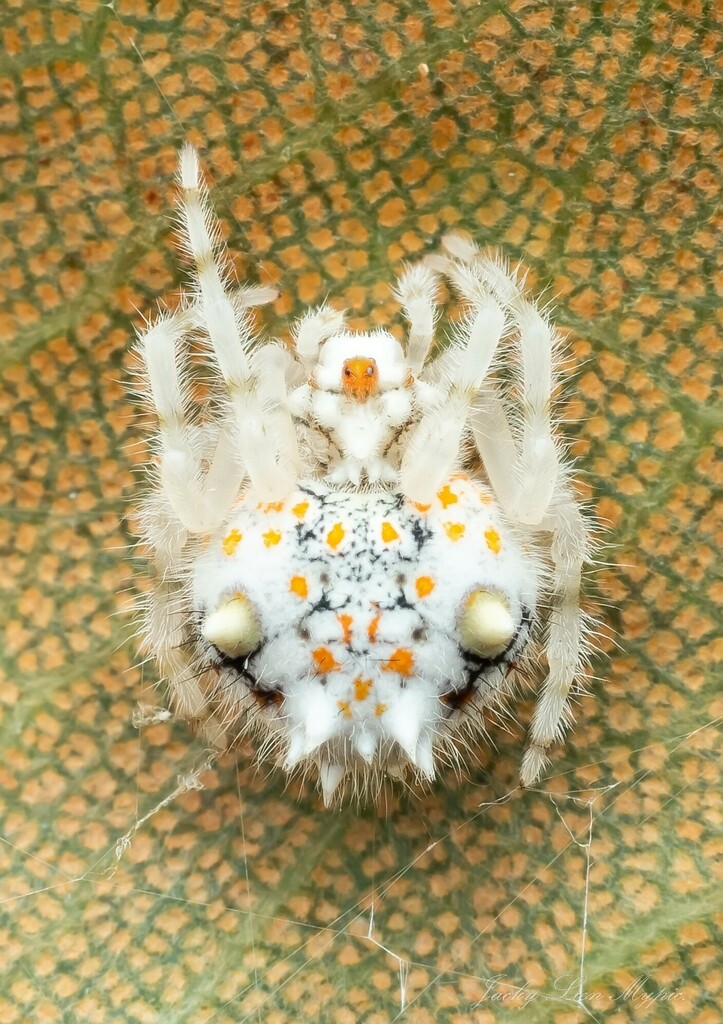 Magnificent Bolas Spider