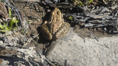 Lithobates magnaocularis