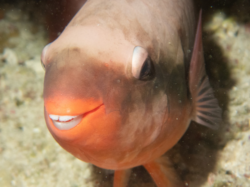 Forsten's parrotfish (Scarus forsteni) — Scaridae